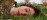 Practitioner receiving a moment of insight, close portrait of practitioner in open, unguarded presence